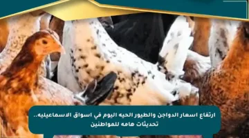 ارتفاع أسعار الدواجن والطيور الحية اليوم في أسواق الإسماعيلية.. تحديثات هامة للمواطنين